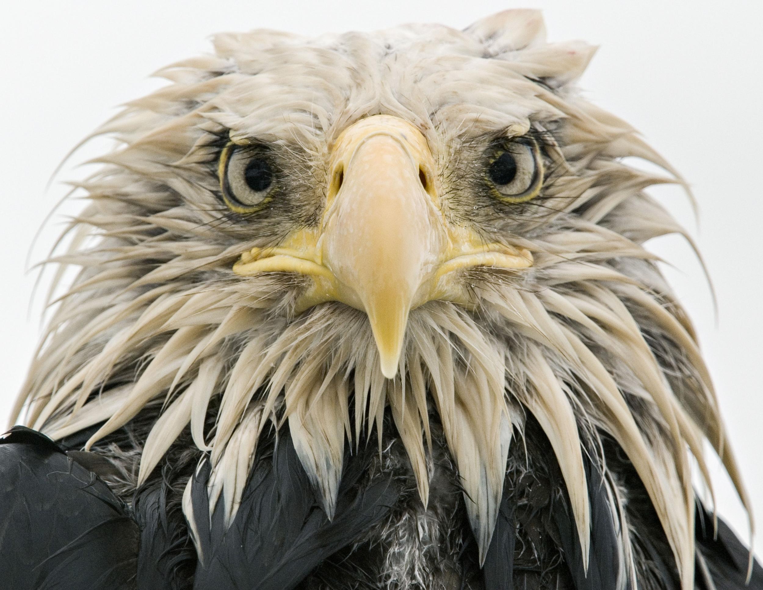 Wildlife Photographer of the Year returns to Natural History Museum