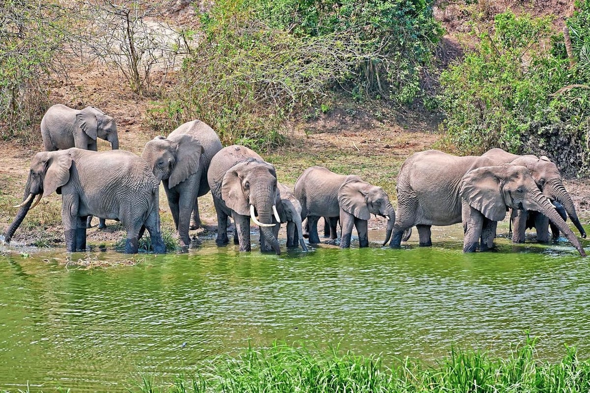 Evening Standard backs project helping wildlife to flourish in Uganda, the land of the elephants | London Evening Standard