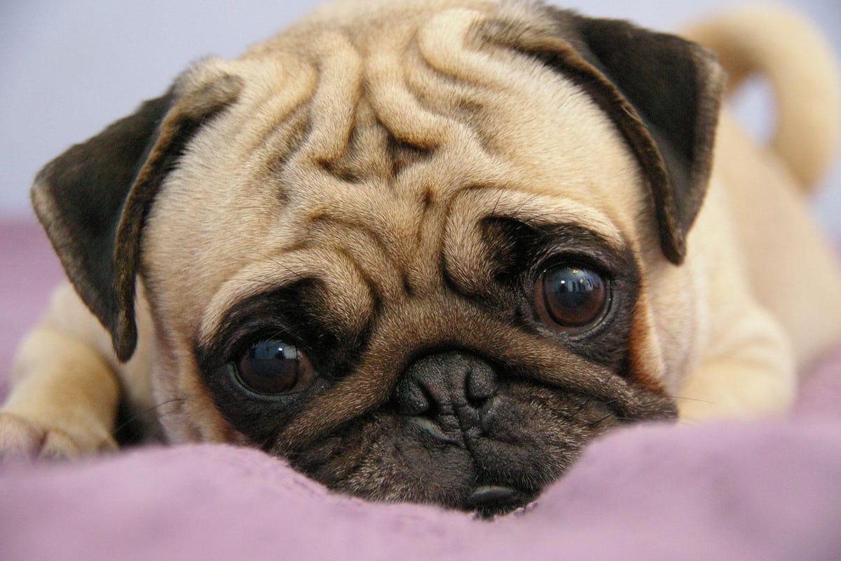Great news! A permanent pug cafe is opening in London next month | London Evening Standard