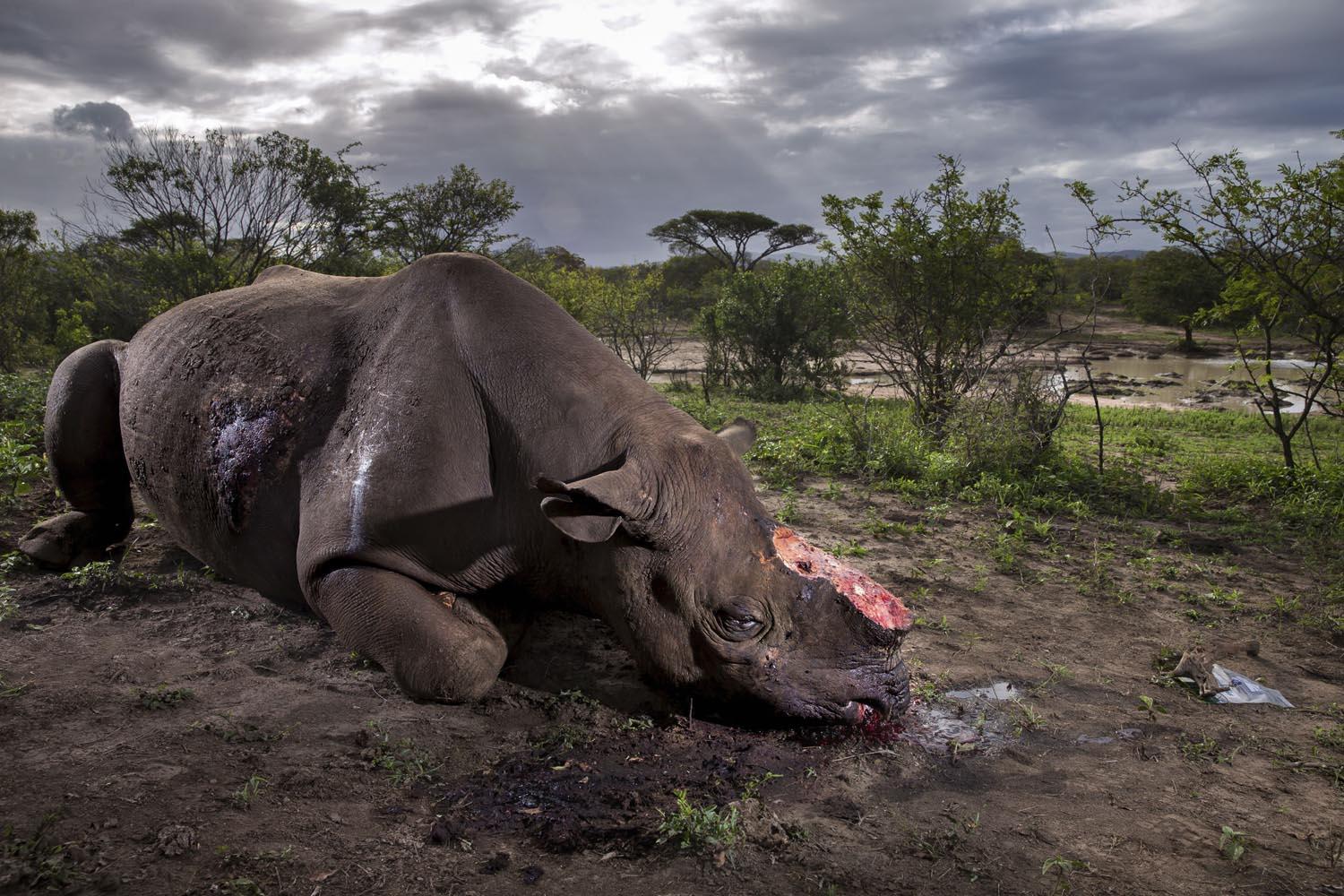 'Raw' image of mutilated rhino wins Wildlife Photographer of the Year