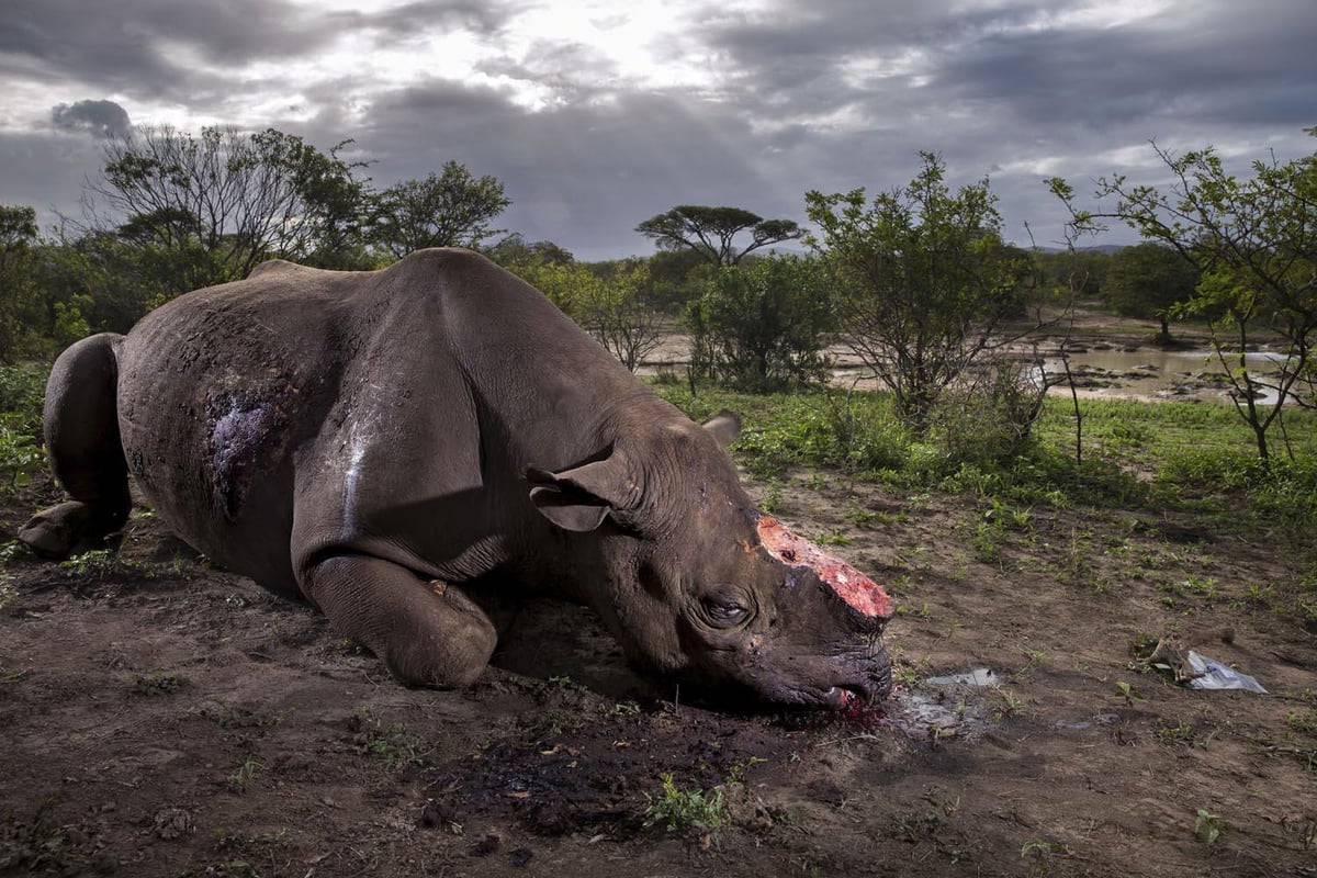 Shocking image of rhino with horn hacked off wins Wildlife Photographer of the Year award | London Evening Standard