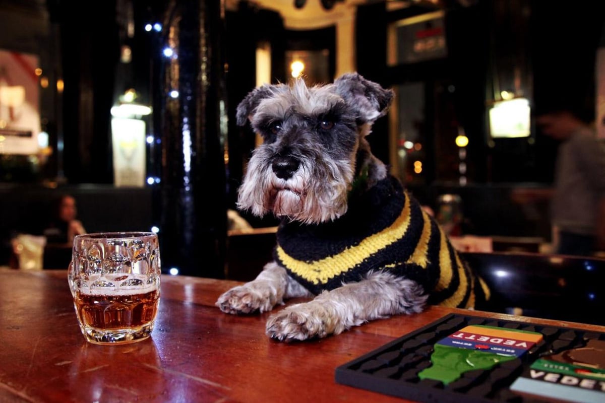 The best dog-friendly pubs in London | London Evening Standard