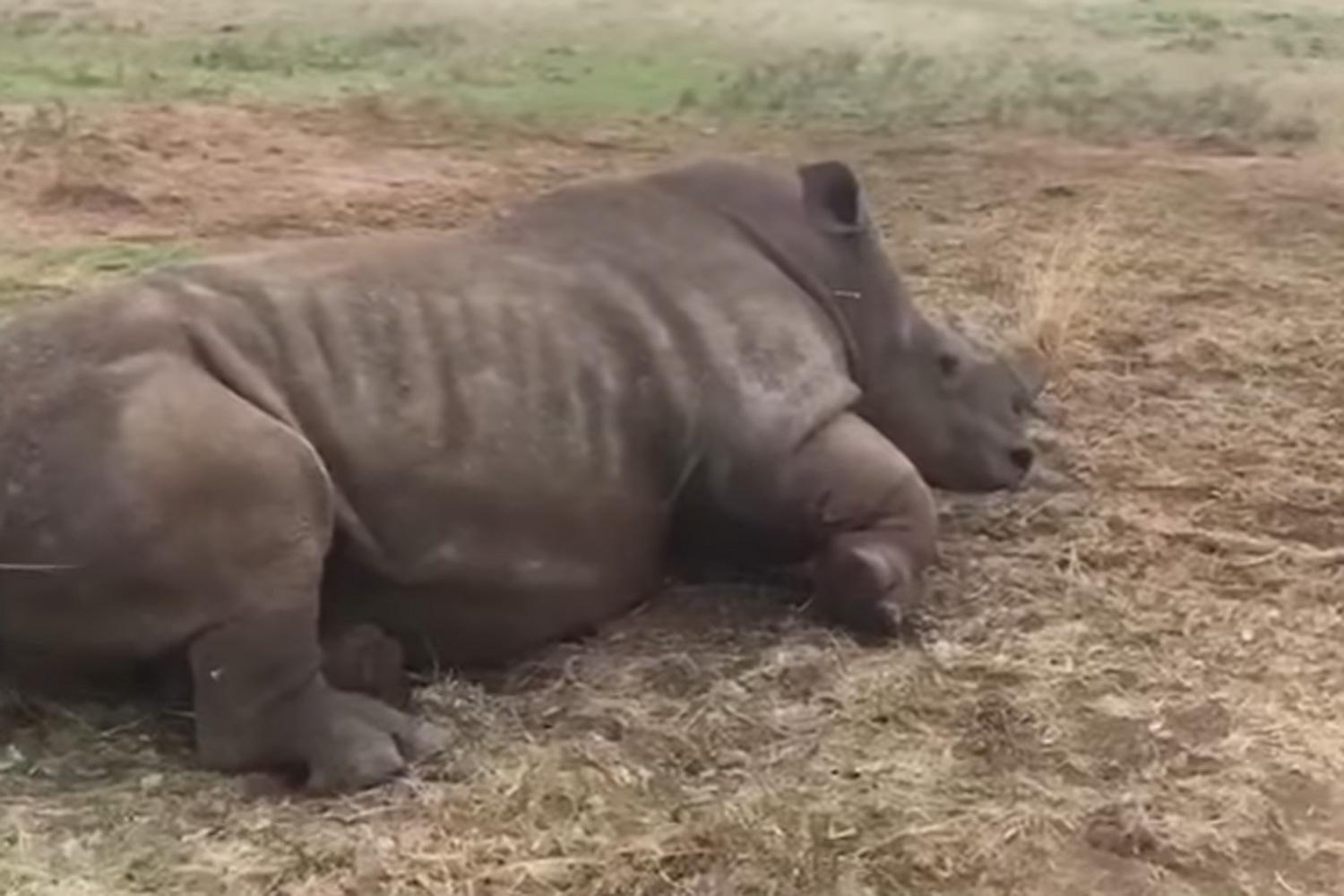 Entire breeding herd of rhinos shot and killed in horrific scenes