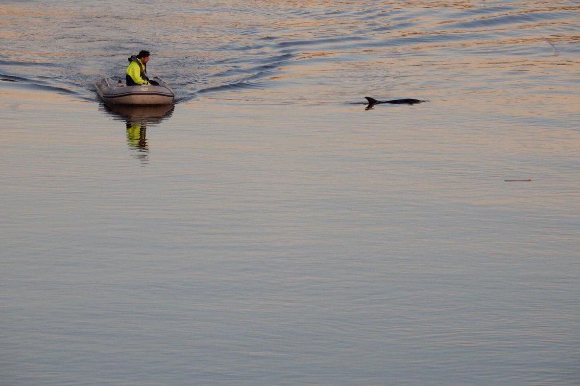 ‘Thames Dolphin’ dies after becoming beached on foreshore in Wandsworth | London Evening Standard