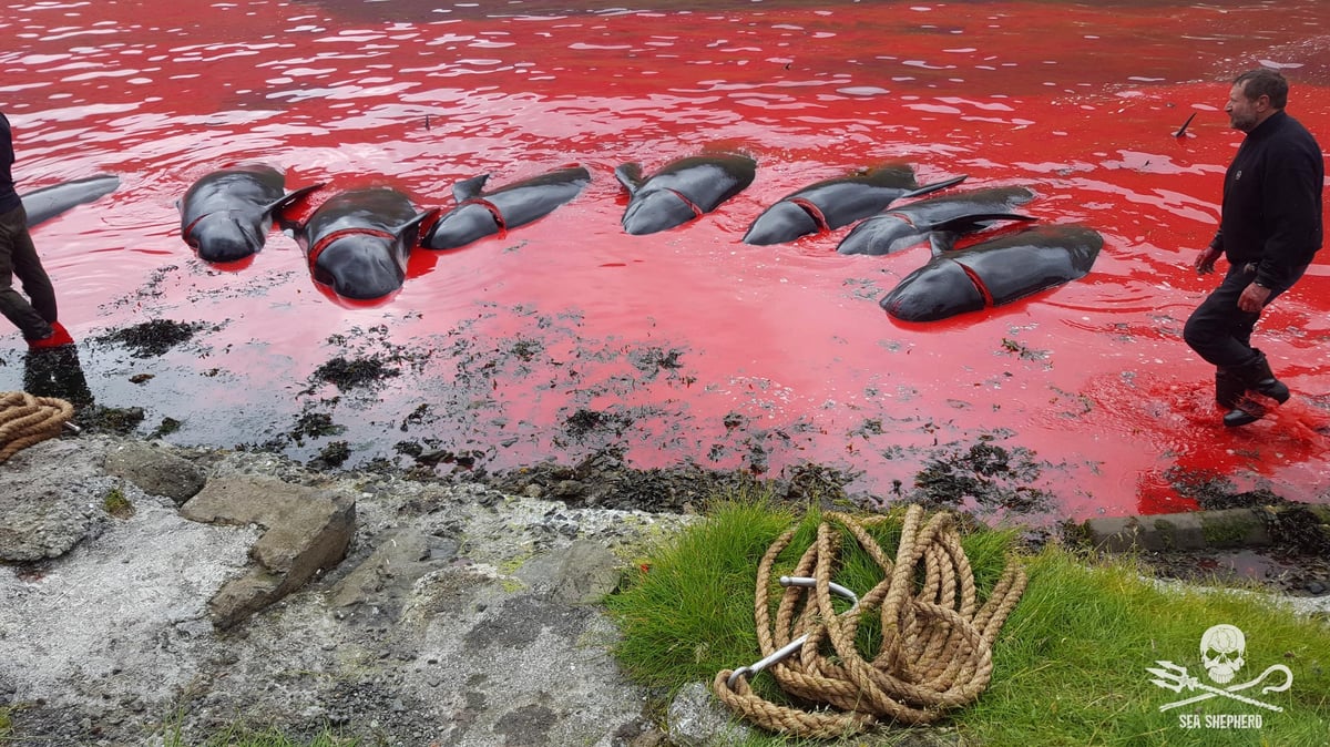 Shocking images emerge of whales and dolphins killed in mass slaughter on Faroe Isles | London Evening Standard