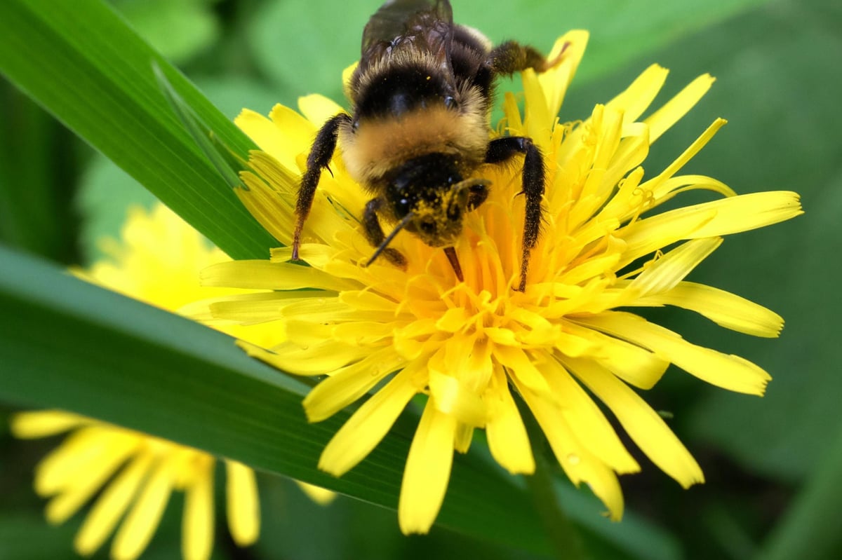 The UK finally supports total ban on all bee-killing pesticides | London Evening Standard