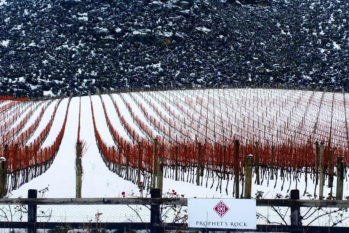 Meet Paul Pujol: the world-class winemaker of Prophet’s Rock | London Evening Standard