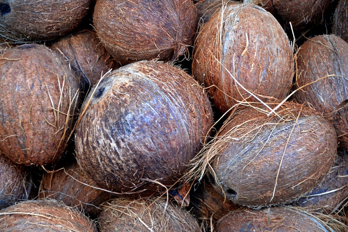 Part of UK's £13bn foreign aid budget spent on coconut farming in Caribbean, 'dance project' in Tanzania and yoga in India | London Evening Standard