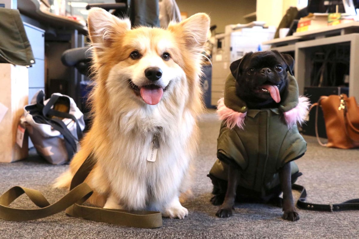 Go London's doggy rePAWters visit Evening Standard editor George Osborne | London Evening Standard
