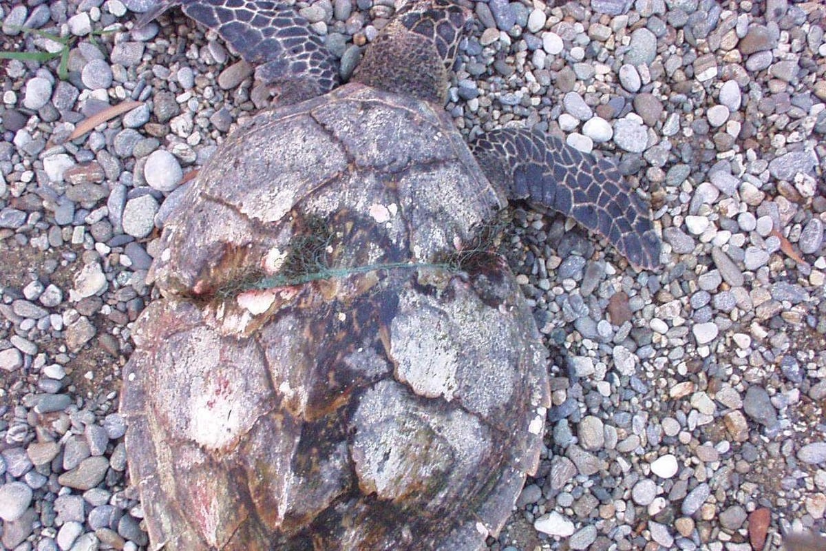 Plastic debris killing more than 1,000 turtles every year, study claims | London Evening Standard