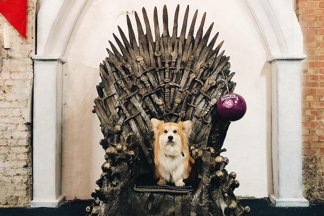 Go London rePAWter Marcel the Corgi sits on Iron Throne | London Evening Standard
