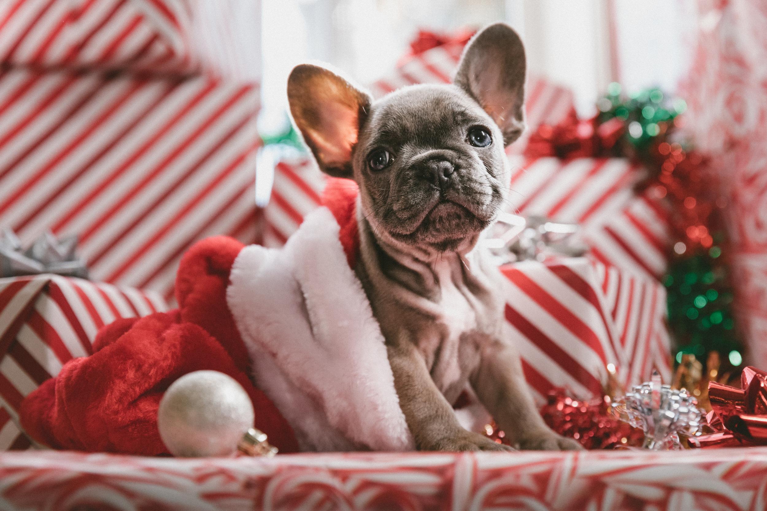 These festive animals will give you Christmas cheer