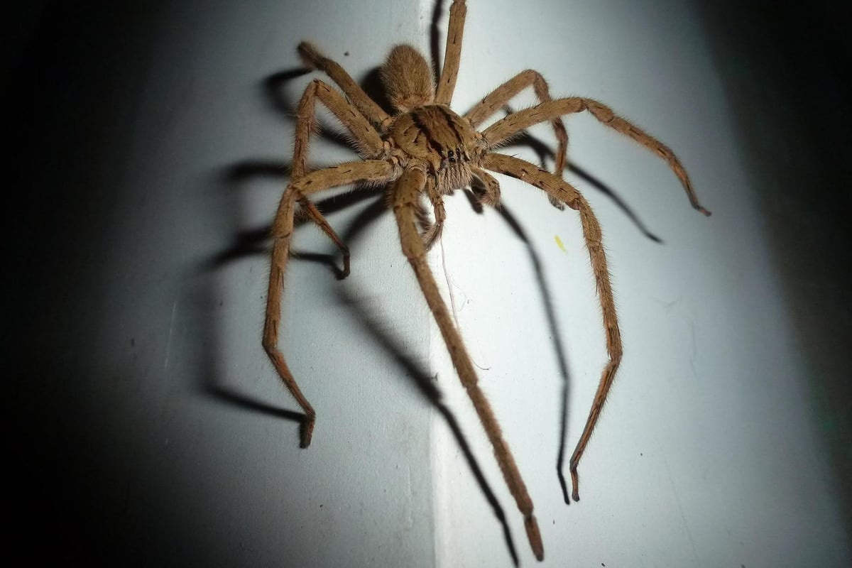 Woman leaps from van after seeing spider in her lap | London Evening Standard