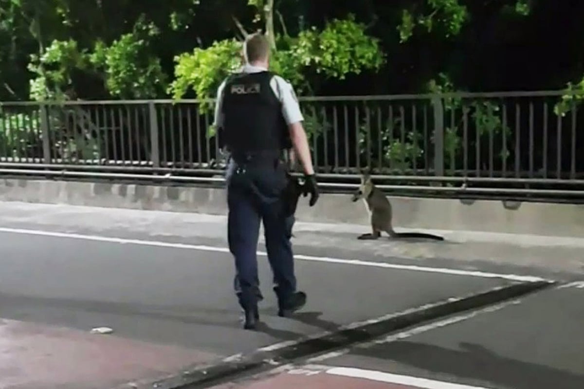 Moment police chase adorable wallaby as it bounds over iconic Sydney Harbour Bridge | London Evening Standard