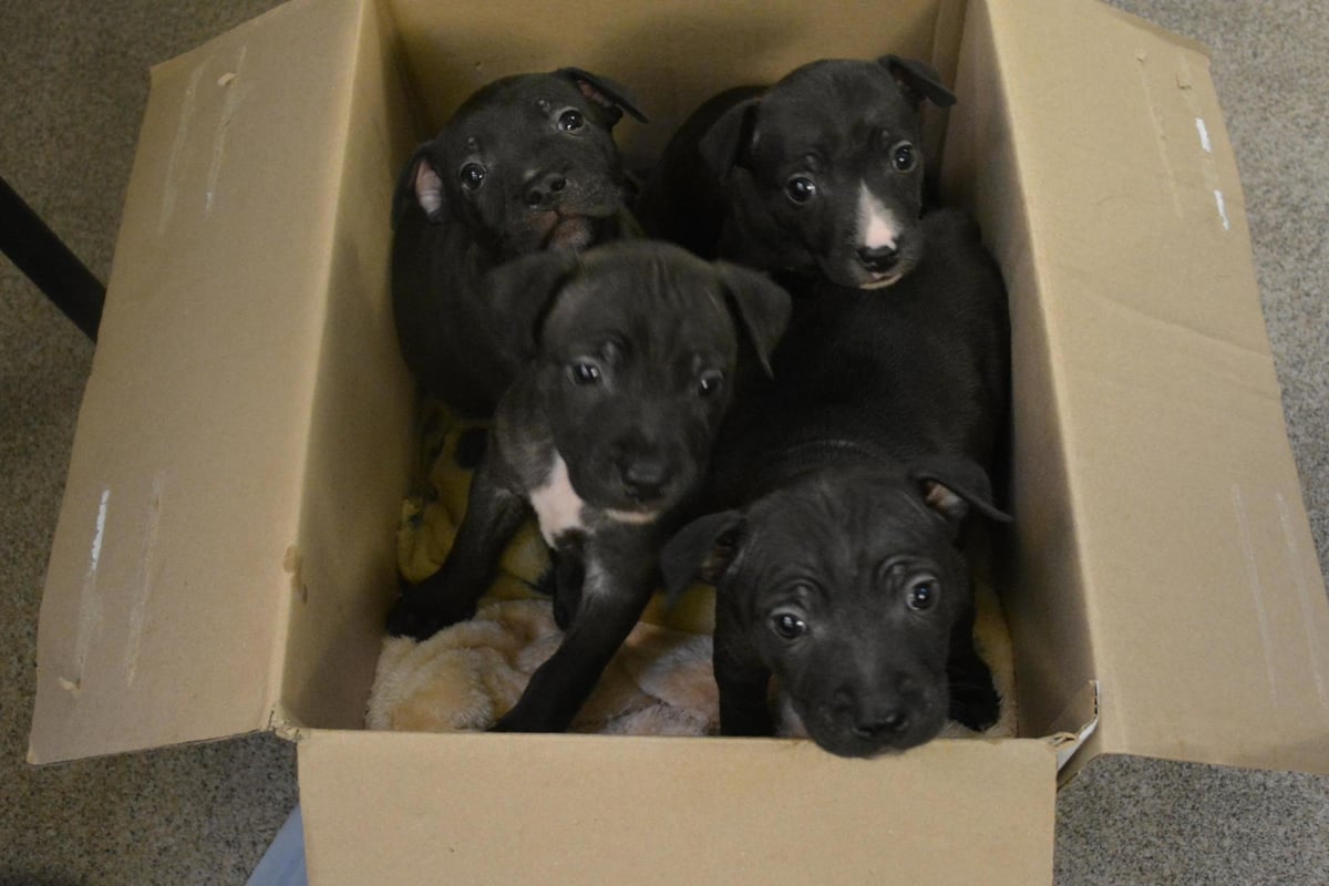 Tom Hardy in plea for Londoners' help after four adorable puppies found dumped in a box and left to die | London Evening Standard