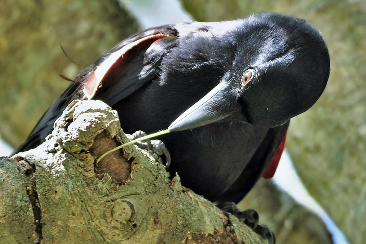 Stone the crows! Crafty birds make hooks from twigs to dig out fast food, scientists say | London Evening Standard