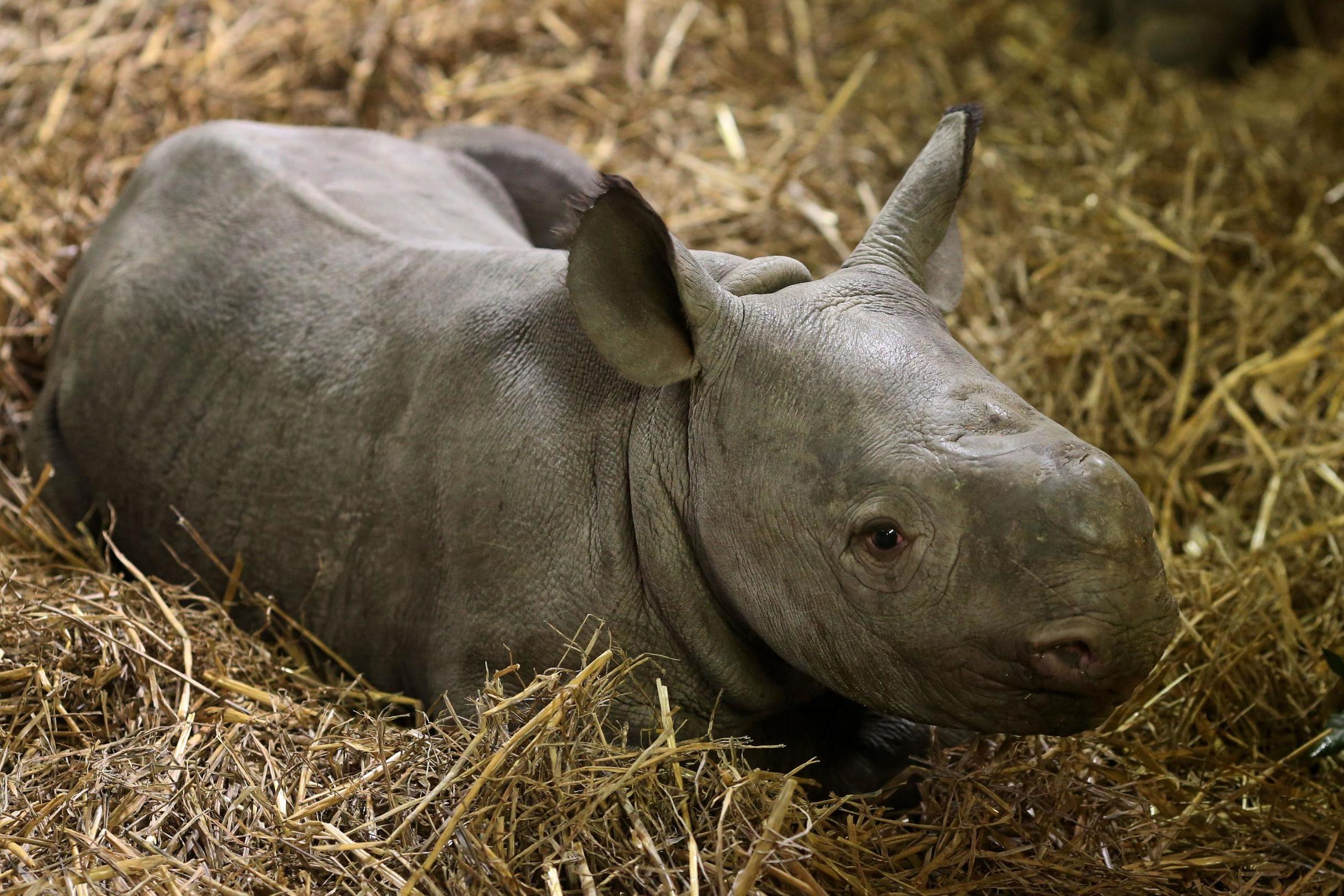Animal park welcomes adorable black baby rhino