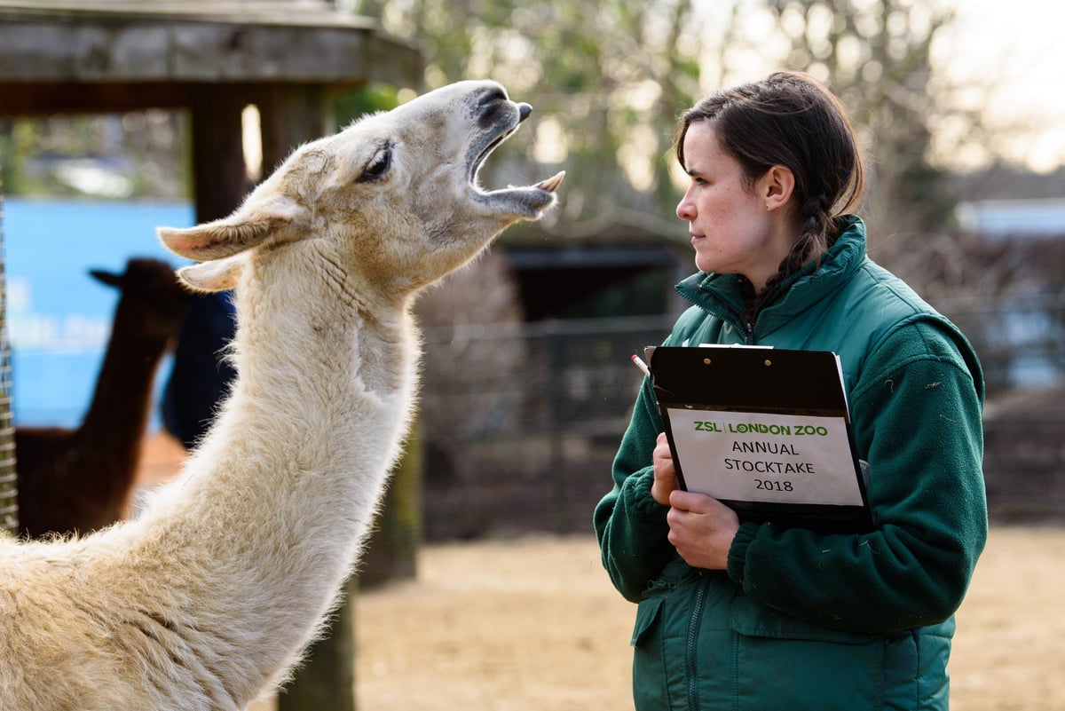 London Zoo shows off adorable animals during annual stock take... a month after it was hit by a fire | London Evening Standard