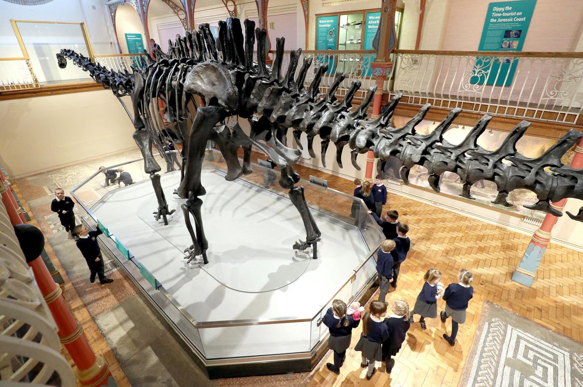 Dippy the Dinosaur tour: From Dorchester to Norwich, here's where the diplodocus is going | London Evening Standard