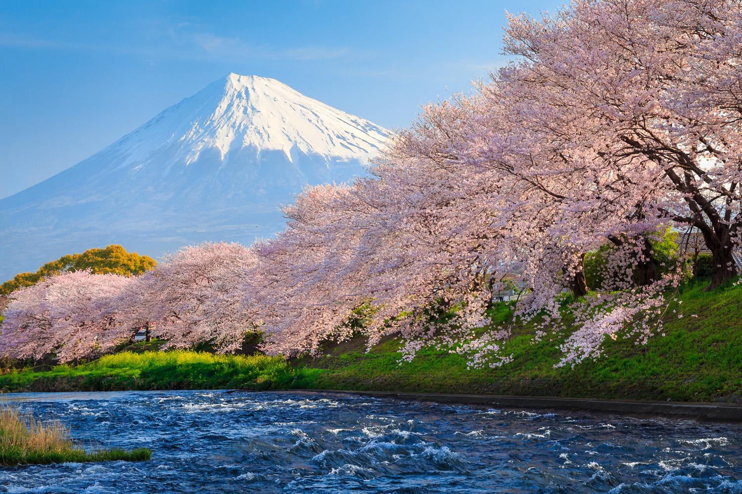 Cherry blossom trees in Japan bloom six months ahead of season