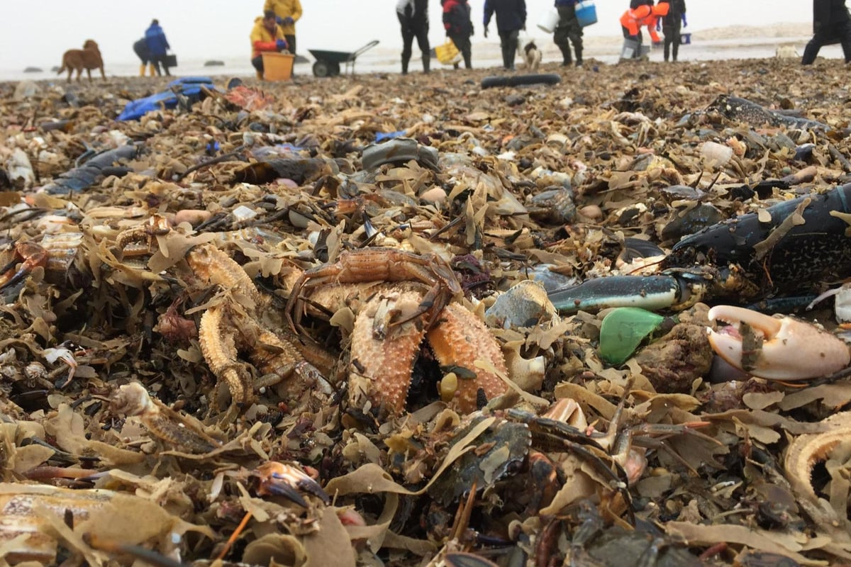 Shocking photos show 'starfish armageddon' on UK's beaches as Beast from the East and Storm Emma wreak havoc for marine life | London Evening Standard