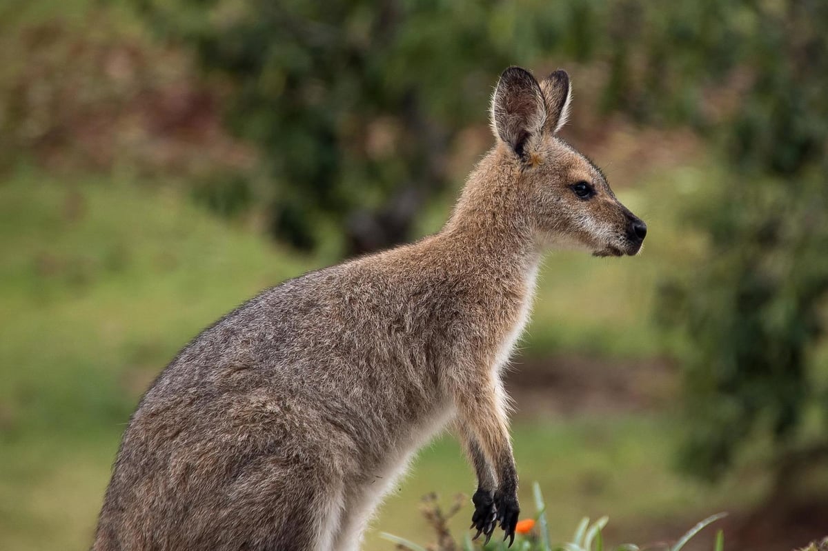 Wallaby and her baby die after being shot by intruder at children's zoo in Hull | London Evening Standard