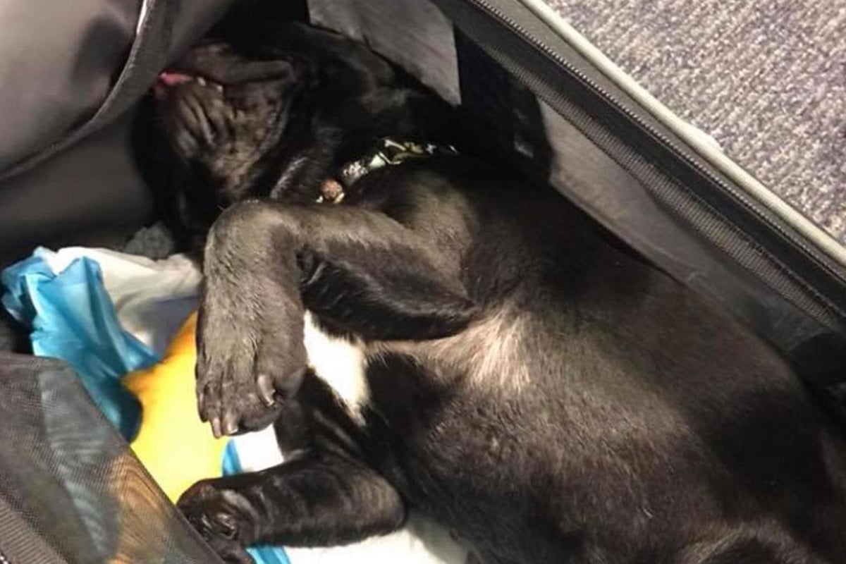United Airlines: Police probe as dog dies after owners were ordered to put it in overhead locker on flight | London Evening Standard