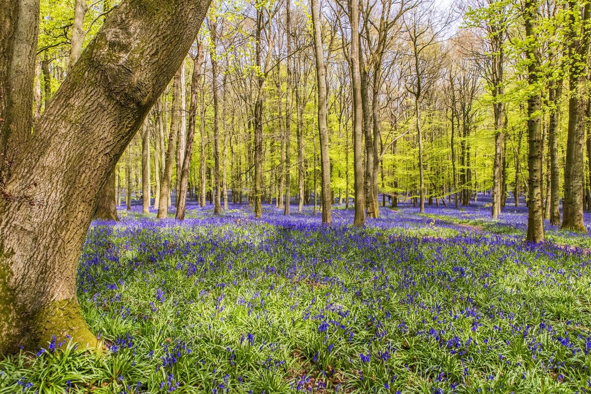 The best forest and woodland walks in the UK | London Evening Standard