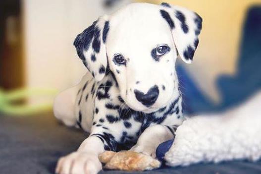 Internet falls in love with Dalmatian with heart-shaped nose | London Evening Standard
