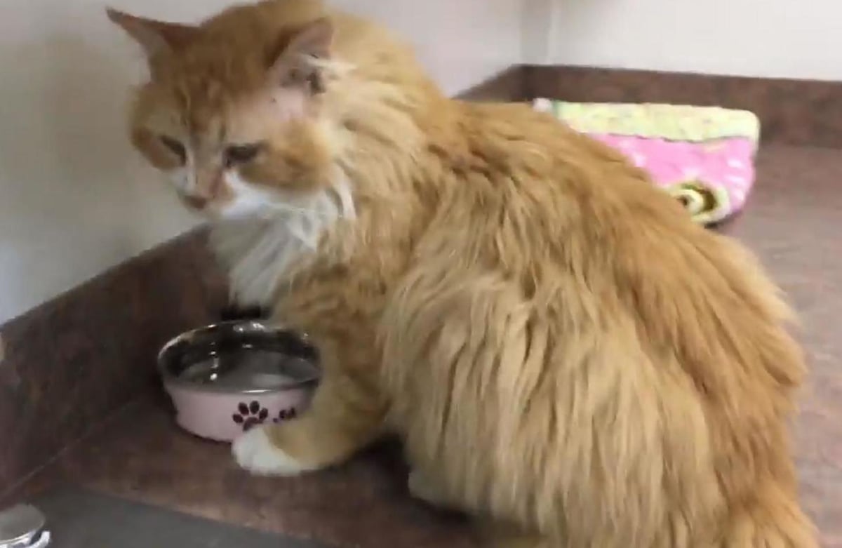 Cat walks 12 miles back to family after being thrown out... only for them to ask for it to be euthanised | London Evening Standard