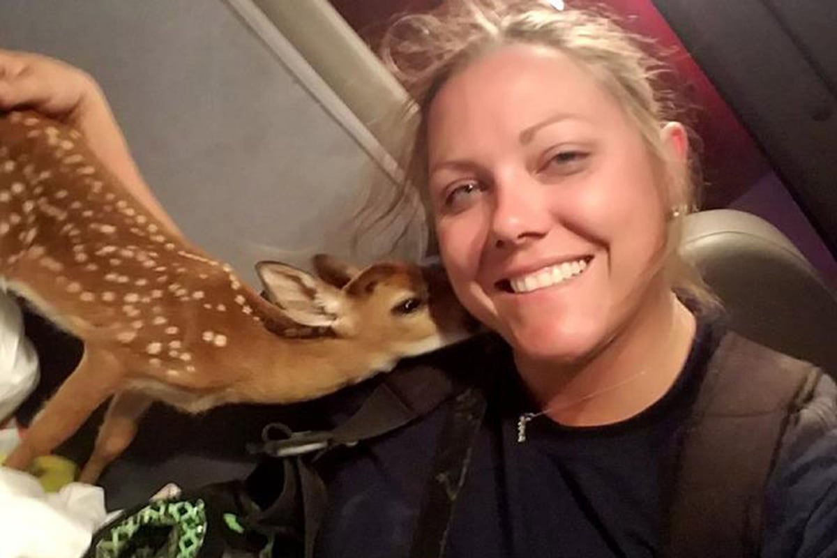 Firefighter rescues 'trembling' baby deer from Florida Keys wildfire | London Evening Standard