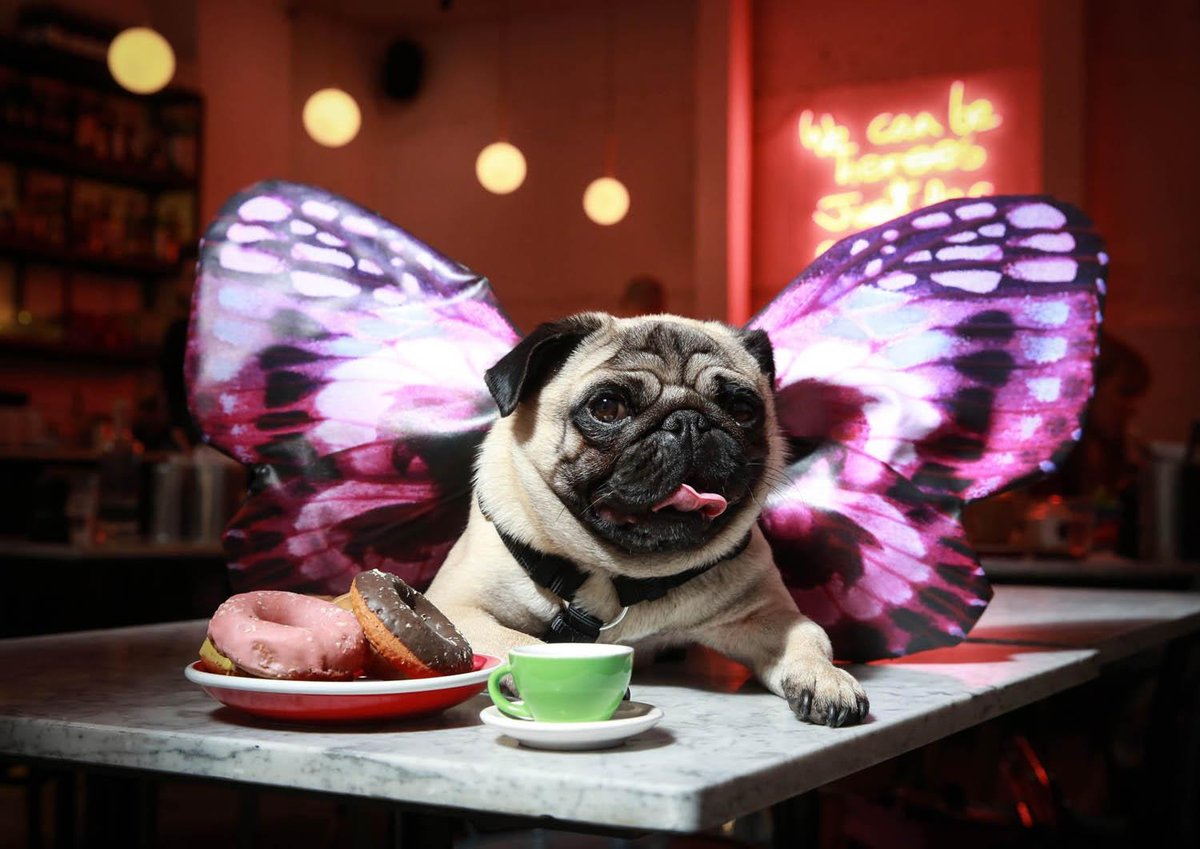 An 'All You Can Pug' brunch is coming to London | London Evening Standard