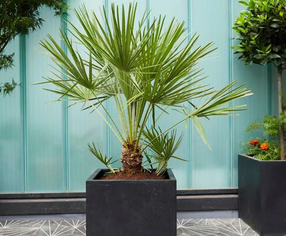 Best plants to buy online