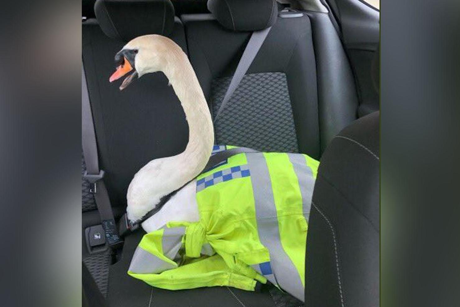 Police repeatedly forced to rescue swans for own safety