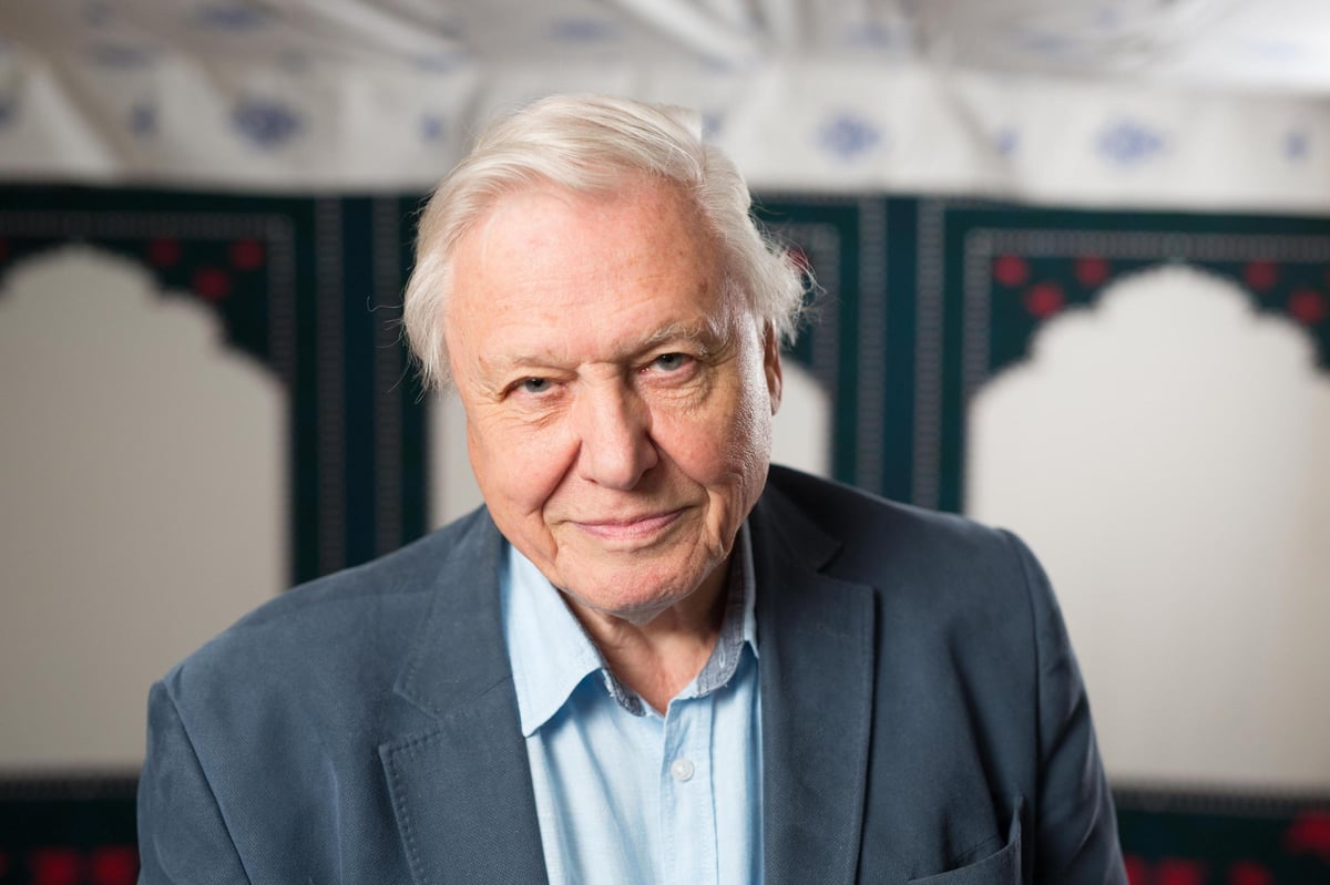 ‘David Attenborough was robbed!’: BAFTA 2018 viewers outraged as Blue Planet II loses out on TV award | London Evening Standard