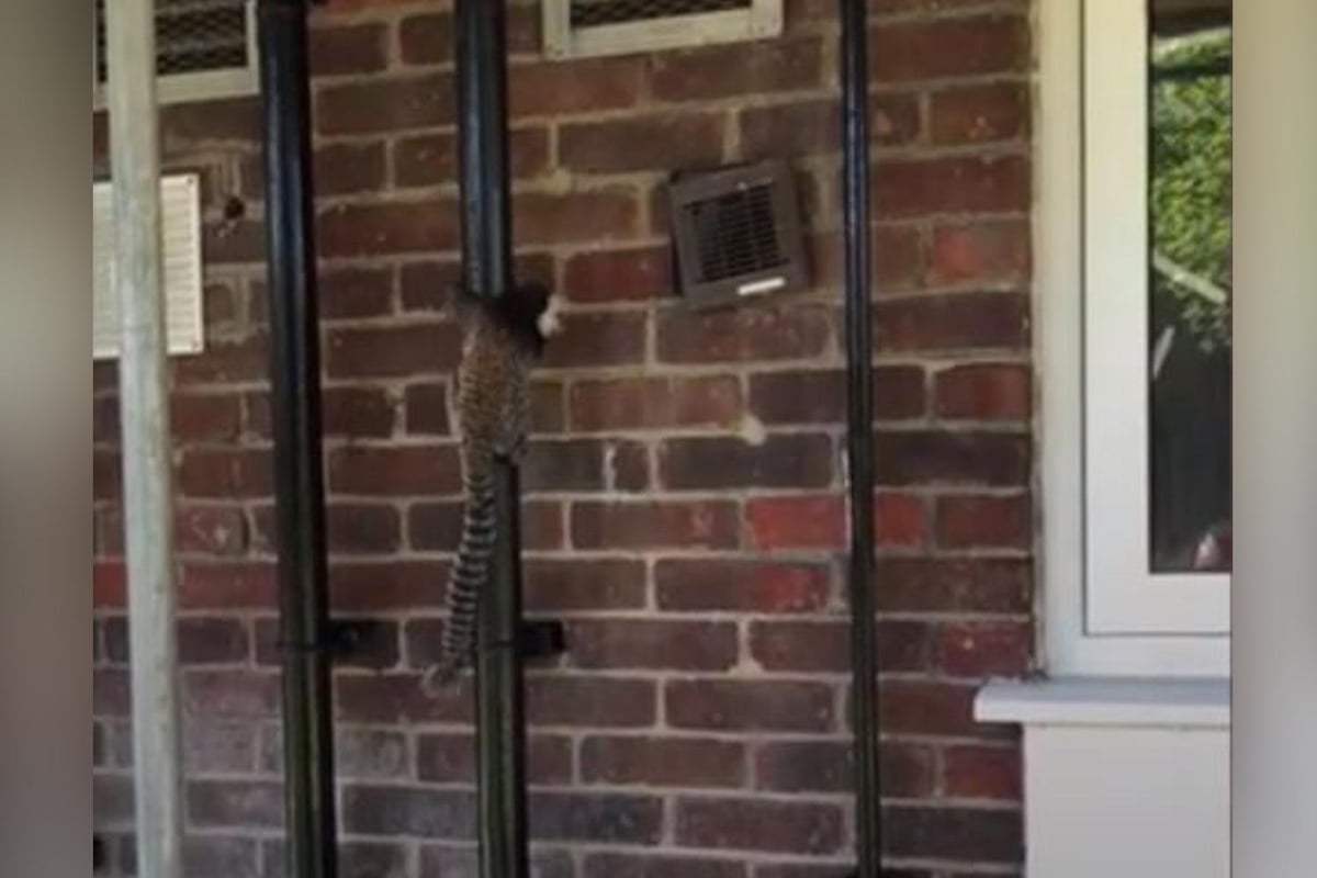 Moment escaped monkey was spotted climbing scaffolding in Tower Hamlets | London Evening Standard