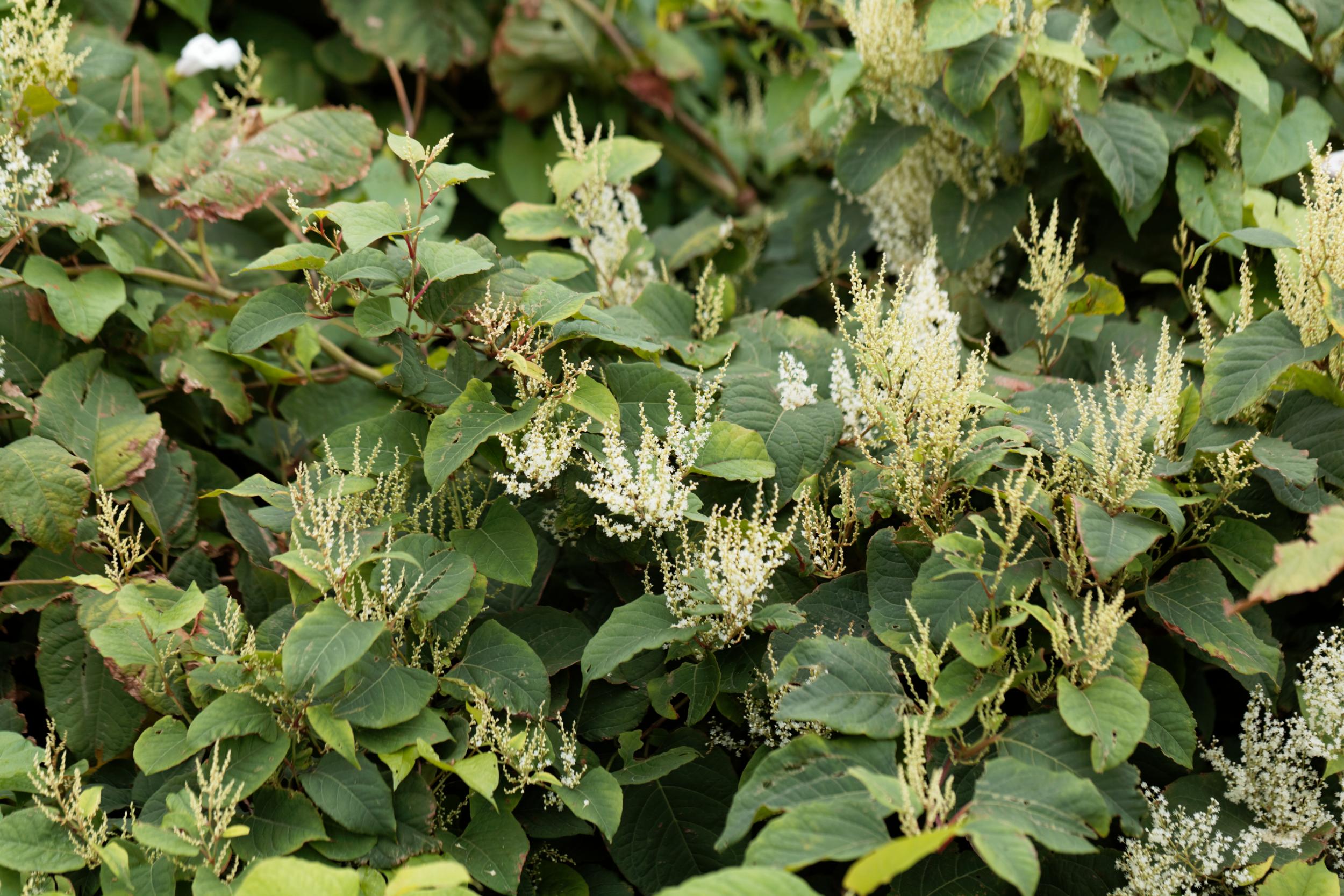 Want a rhubarb alternative? Dig up some Japanese Knotweed
