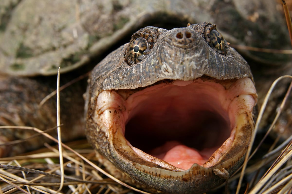 Teacher who fed puppy to turtle cleared of animal cruelty | London Evening Standard