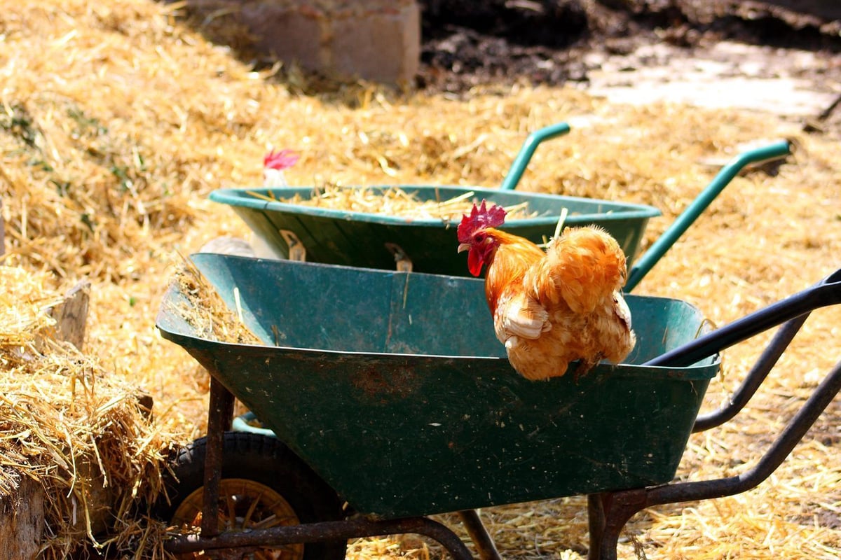 City farms in London: Where to get your farmyard fix in London | London Evening Standard