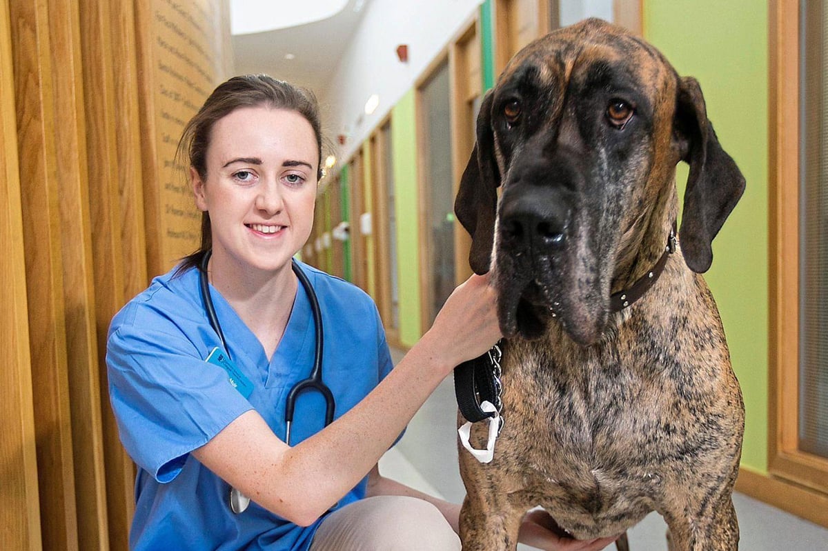 Track star Laura Muir is promising herself a holiday after becoming qualified vet | London Evening Standard