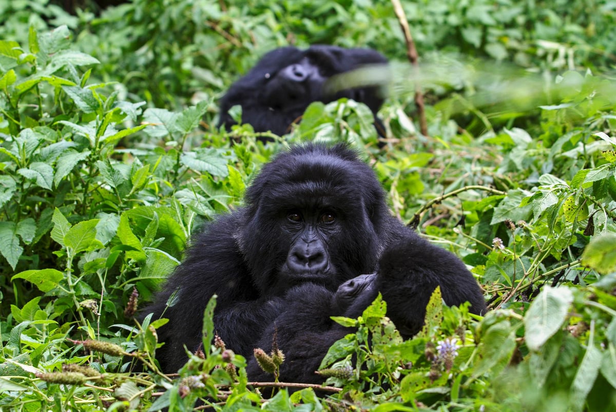 From the orangutan to the snow leopard, how to ethically see some of the world's most endangered animals | London Evening Standard