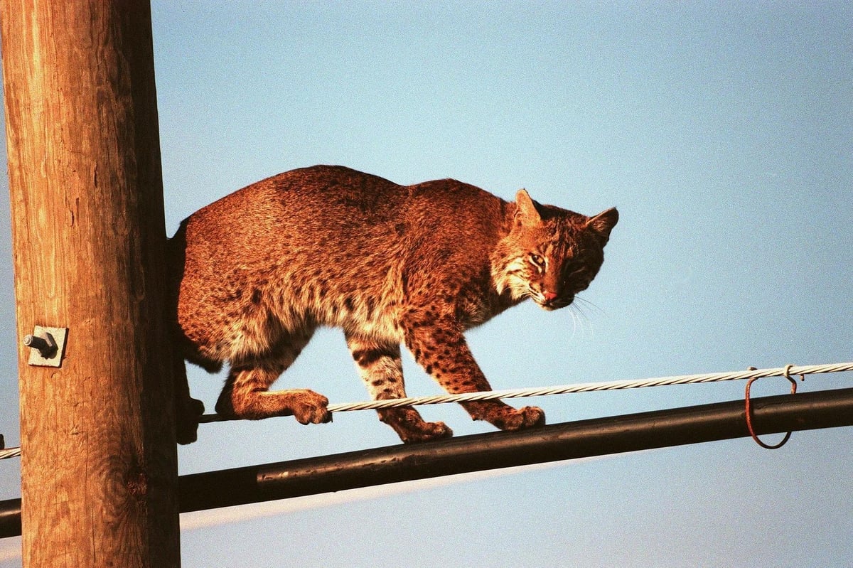 Grandmother strangles rabid bobcat with her bare hands prompting tens of thousands in donations for her rabies treatment | London Evening Standard