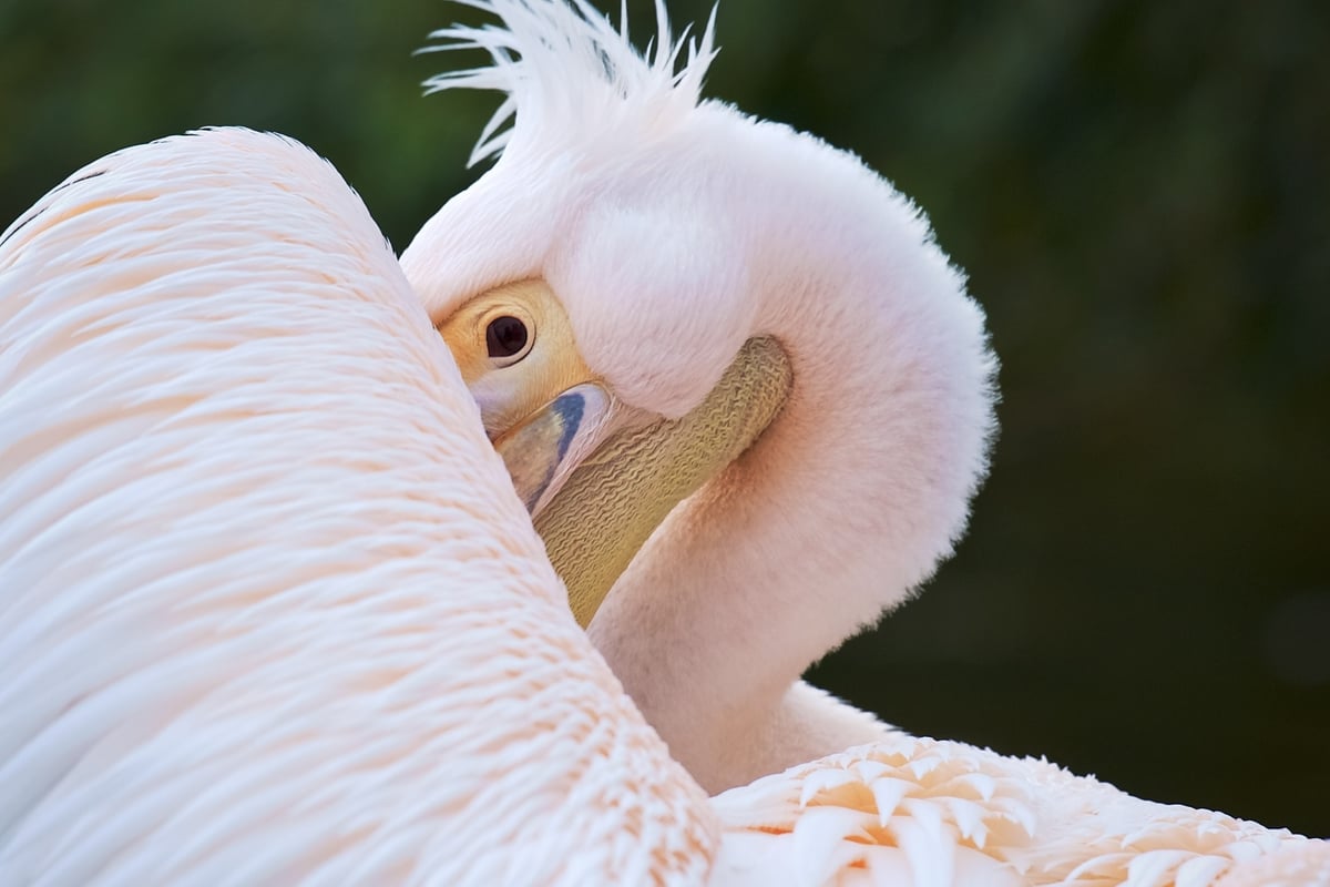 Peeping pelican triumphs as winner of the Royal Parks 2018 photo competition | London Evening Standard