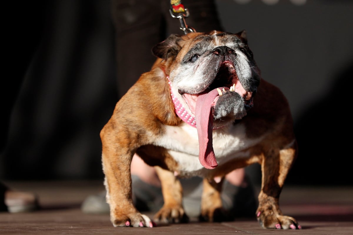 Looking ruff: Zsa Zsa the English bulldog wins World's Ugliest Dog competition | London Evening Standard