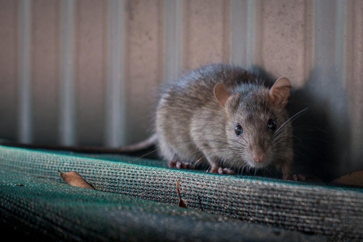 The Londoner: Treasury rats head for Foreign Office | London Evening Standard