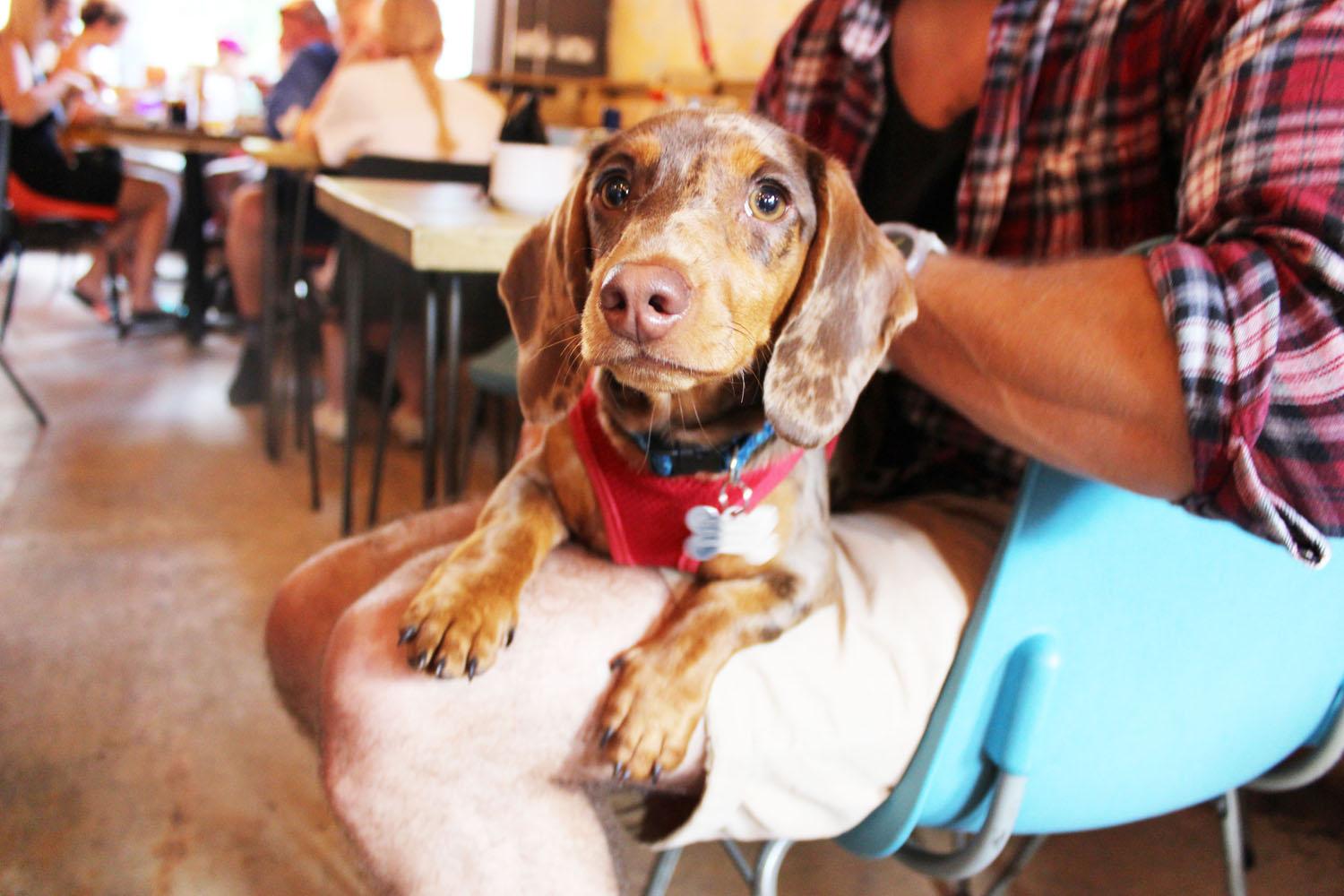 A dachshund cafe is coming to London