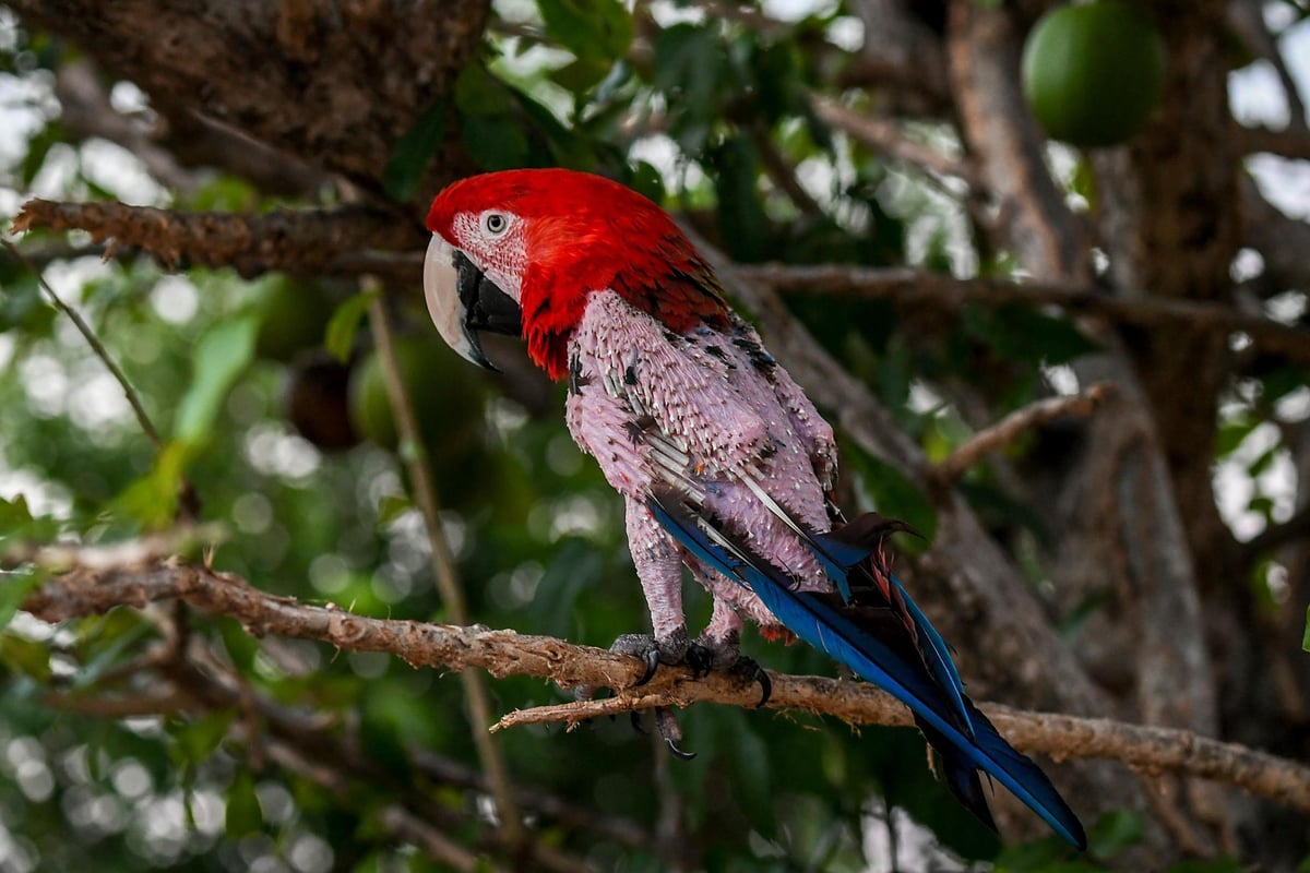 Parrot accidentally dials 999 with its beak leaving owner mortified | London Evening Standard