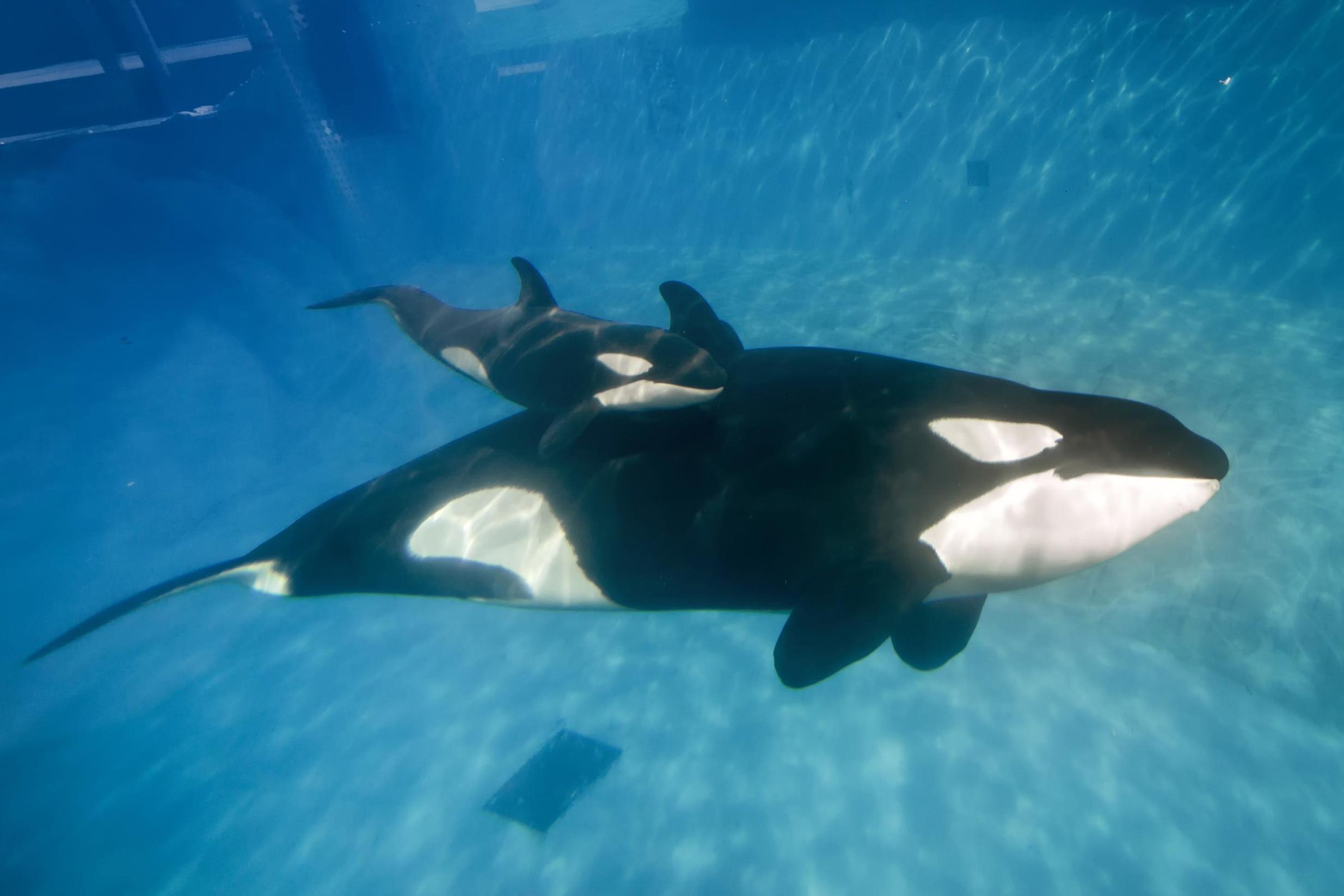 Orcas can hunt and kill the world's largest fish, research finds