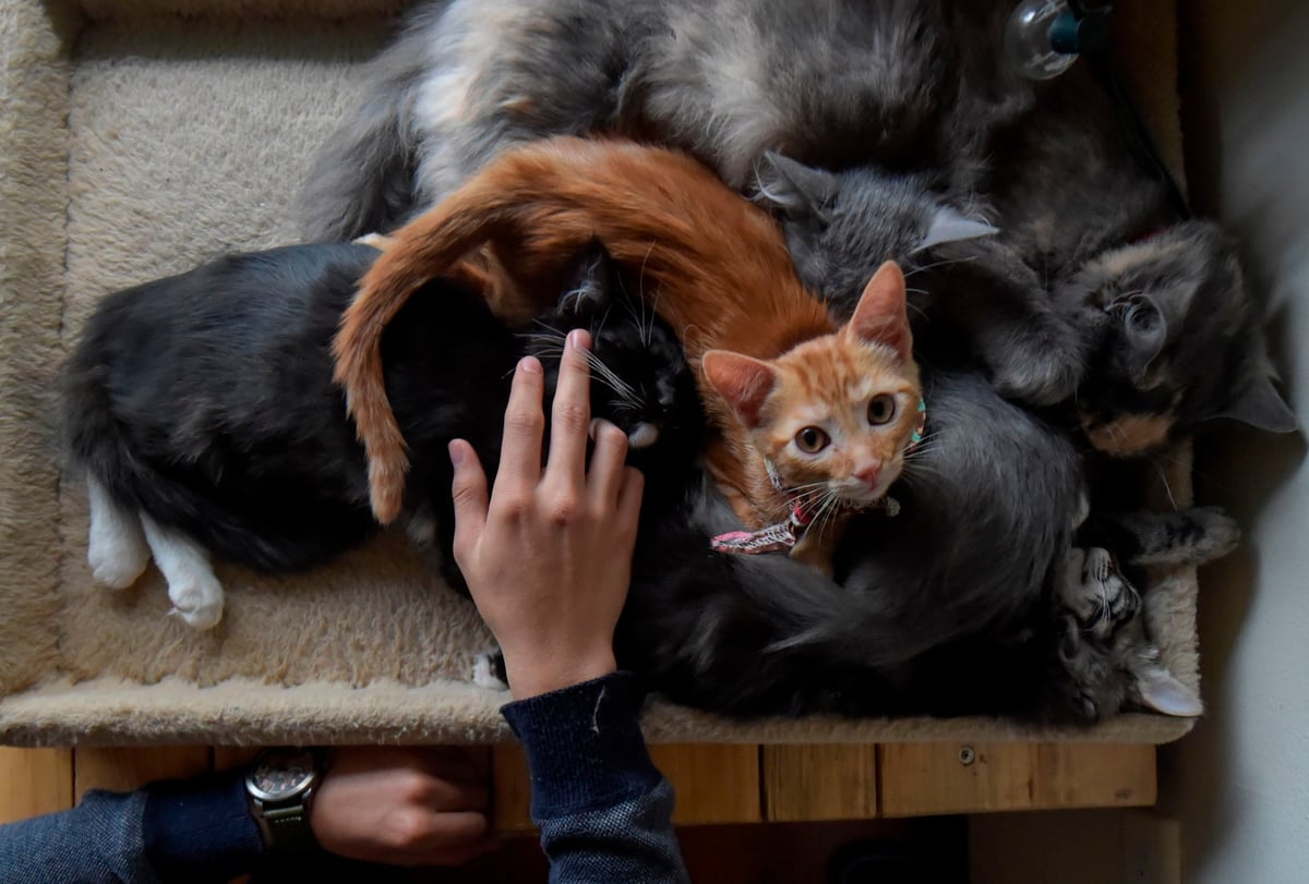 Animal shelter investigated over allegations of kittens killed in freezer | London Evening Standard