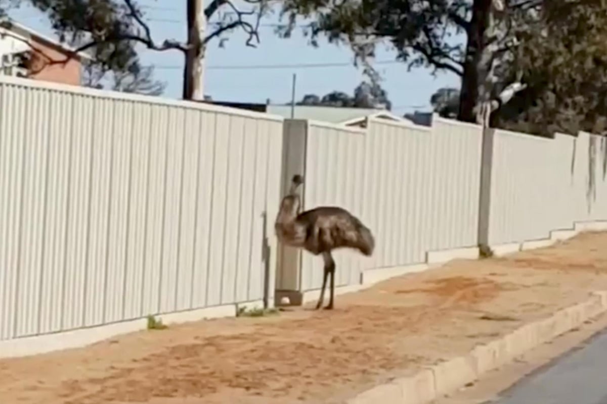 Australia drought: Thirsty emus descend on town in search of water as extreme dry spell continues | London Evening Standard